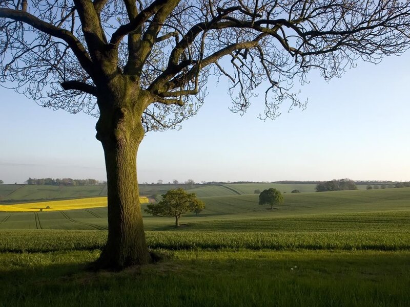 Solitary tree in a green field