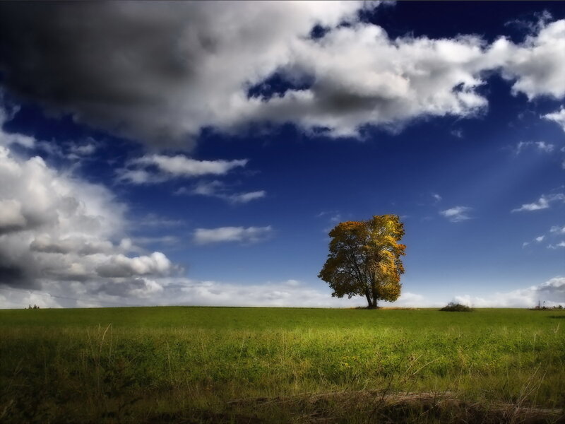 Solitary tree in a green field