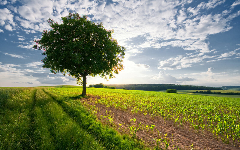 Solitary tree in a green field