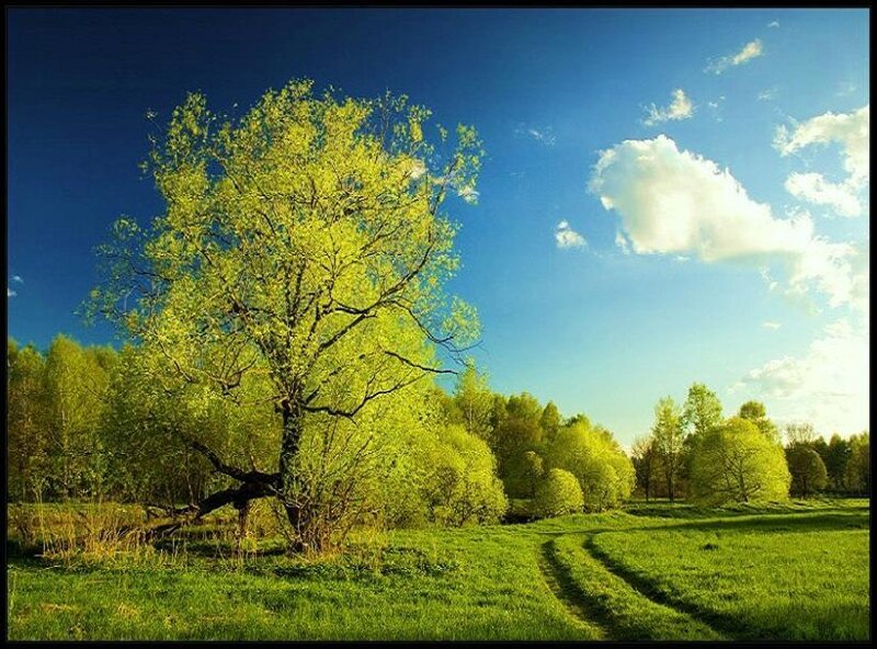 Solitary tree in a green field