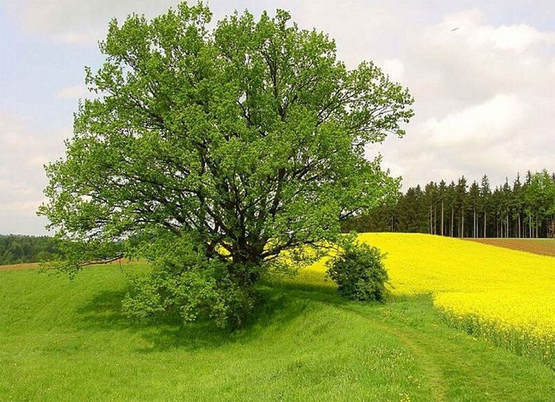 Solitary tree in a green field