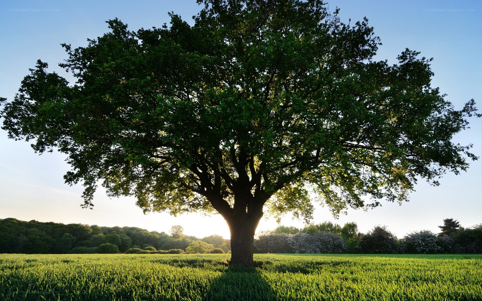 Solitary tree in a green field