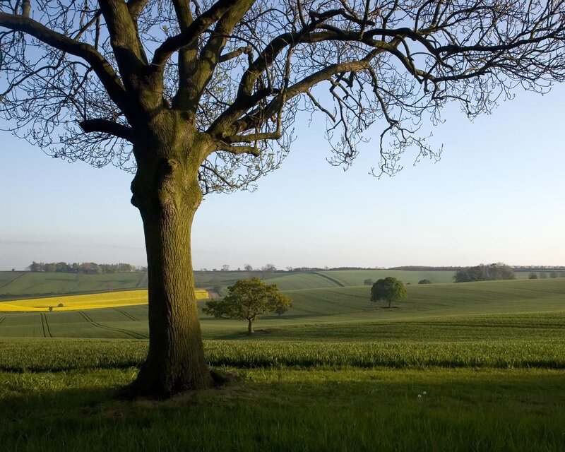 Solitary tree in a green field