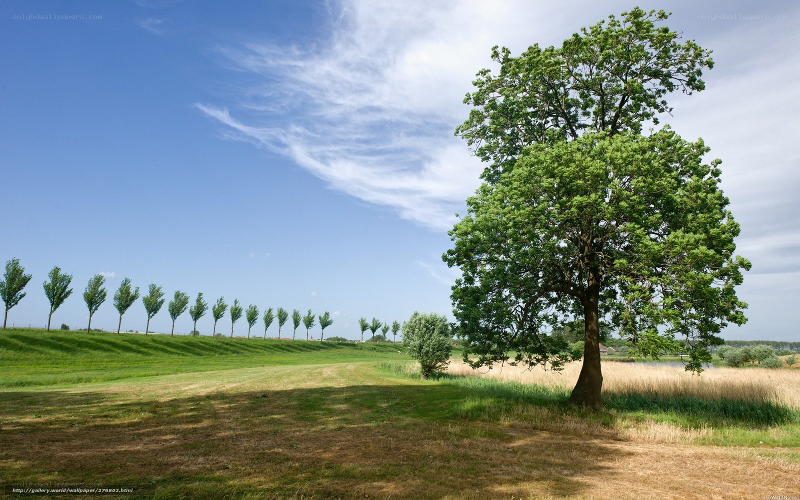 Solitary tree in a green field
