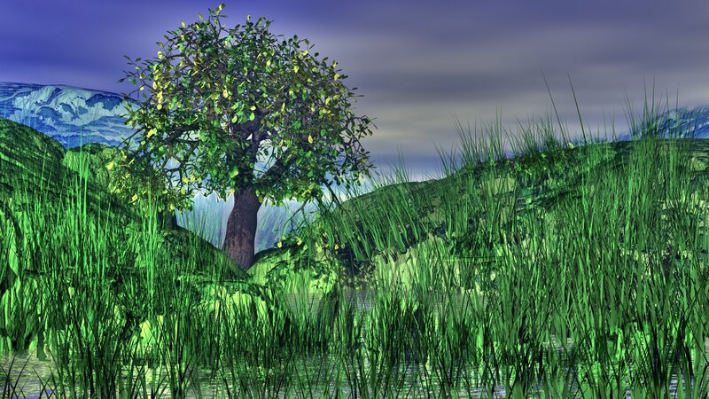Solitary tree in a green landscape