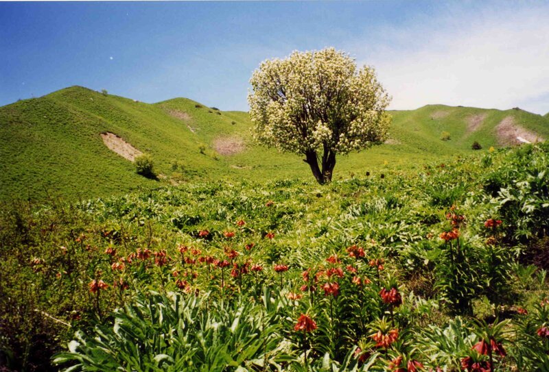 Solitary tree in a green valley