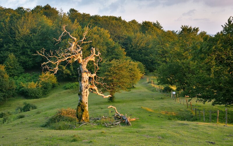 Solitary tree in a green valley