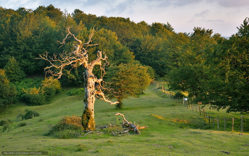 Solitary tree in a green valley