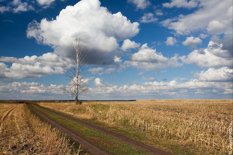 Solitary tree in a harvested field