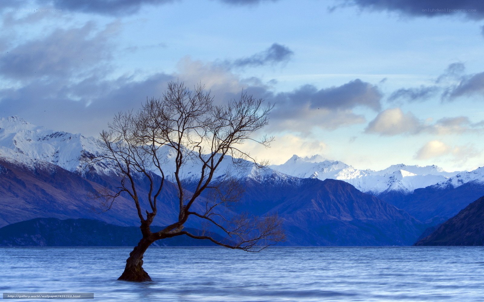 Solitary tree in a lake