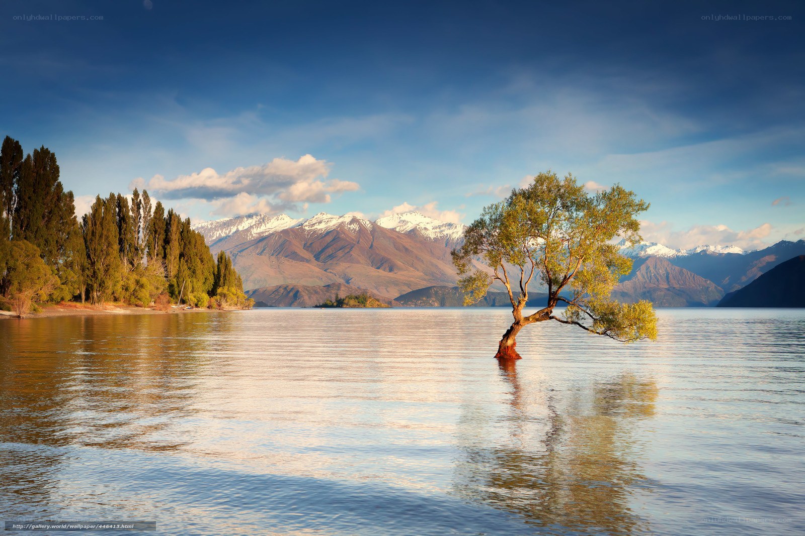 Solitary tree in a lake