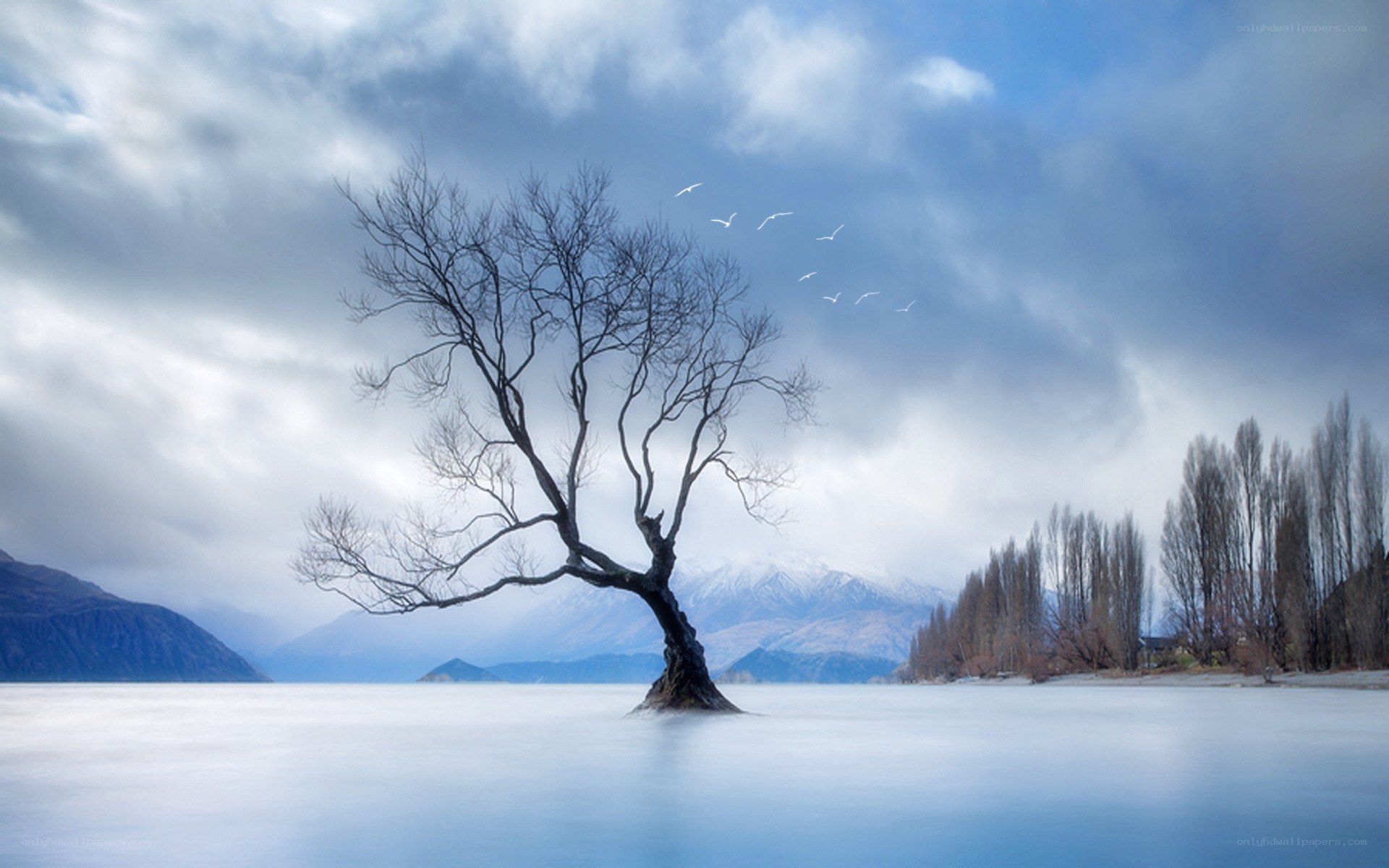 Solitary tree in a lake