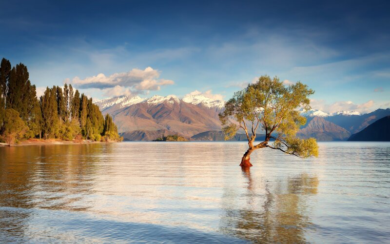 Solitary tree in a lake