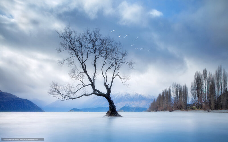 Solitary tree in a lake