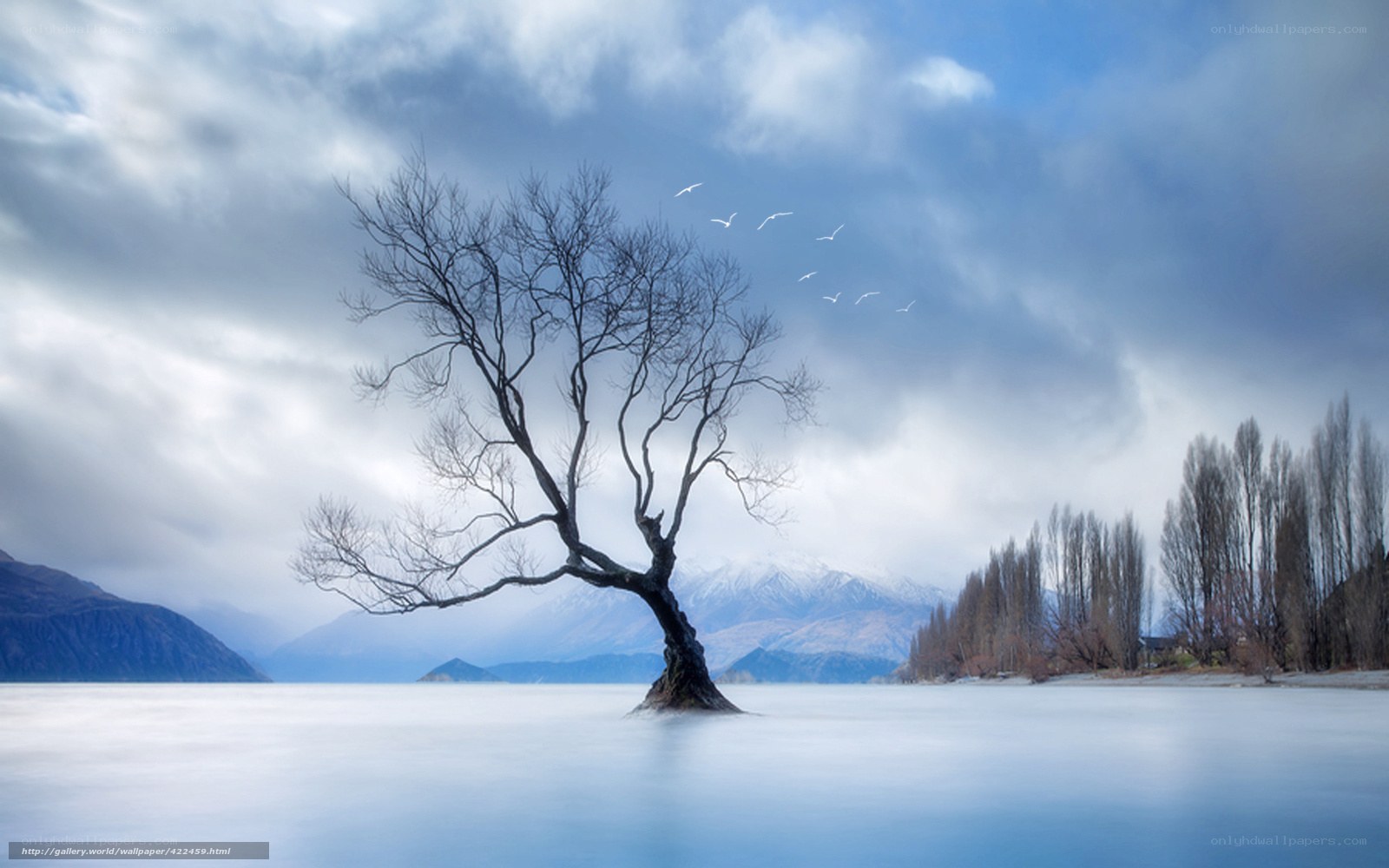 Solitary tree in a lake