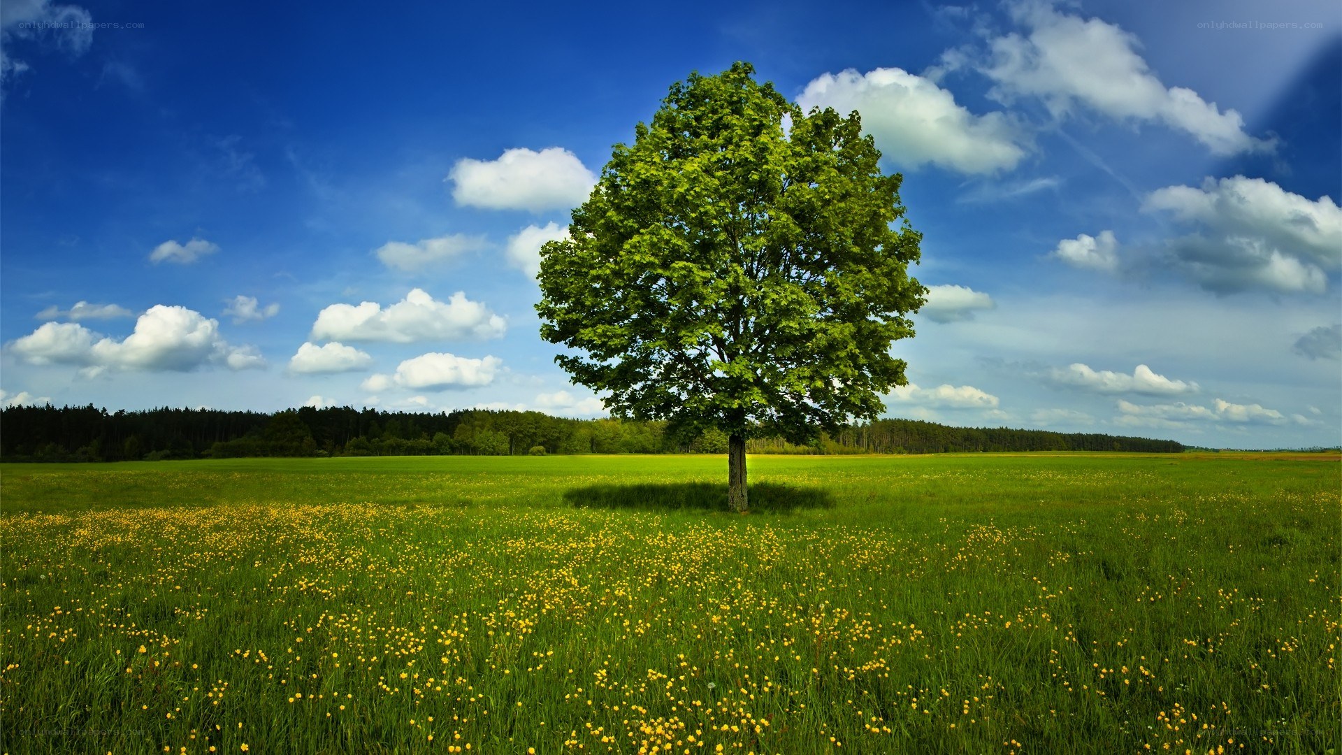 solitary tree in a meadow