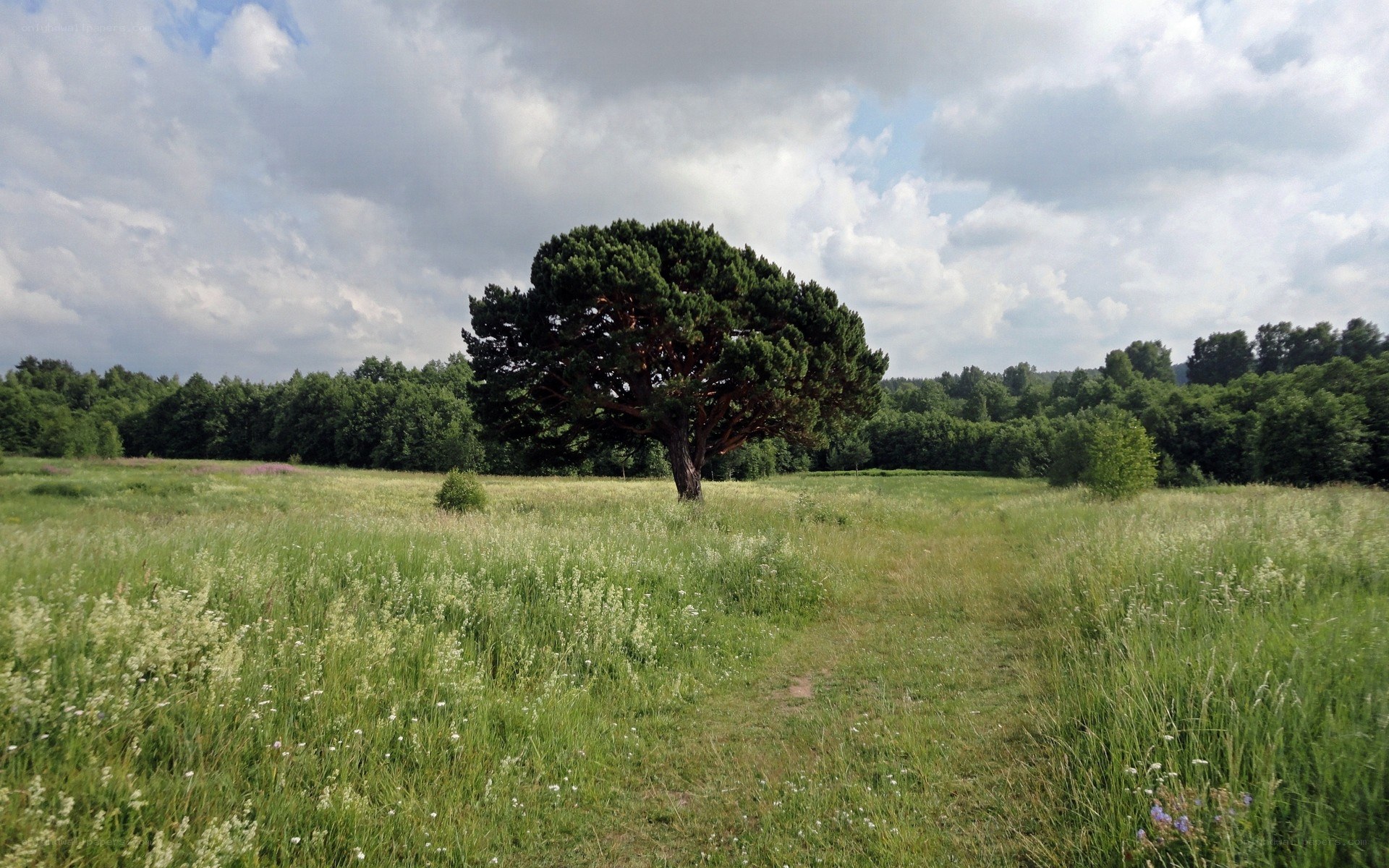 Solitary tree in a meadow