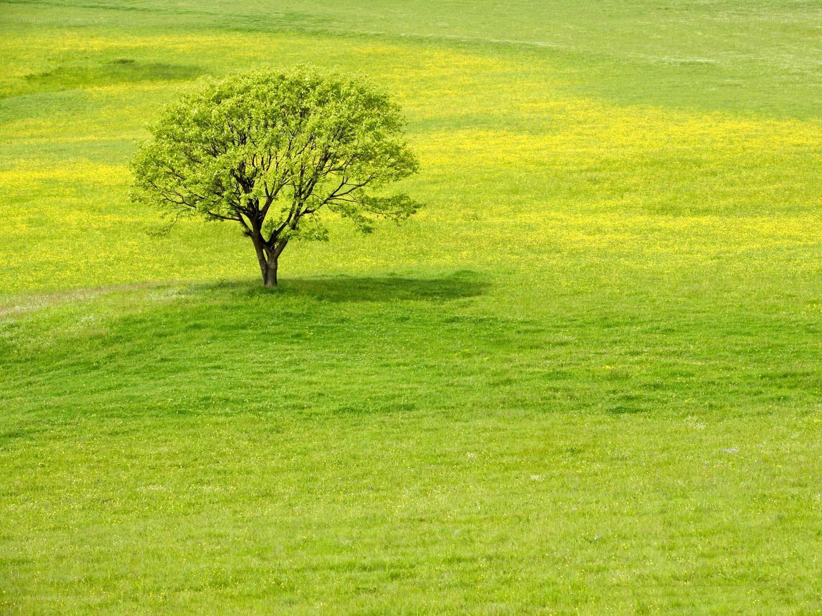 solitary tree in a meadow