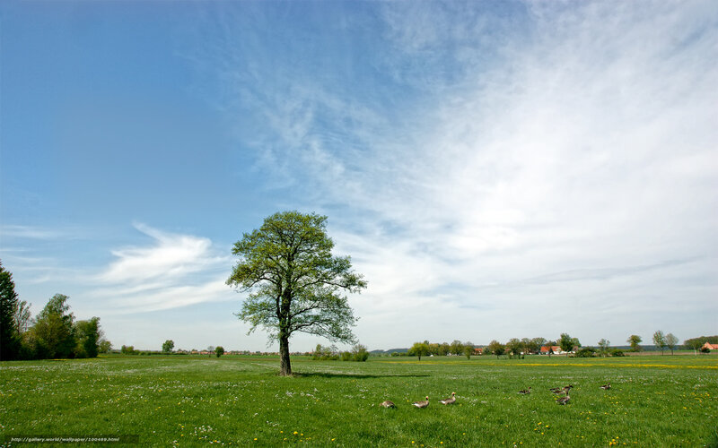 Solitary tree in a meadow