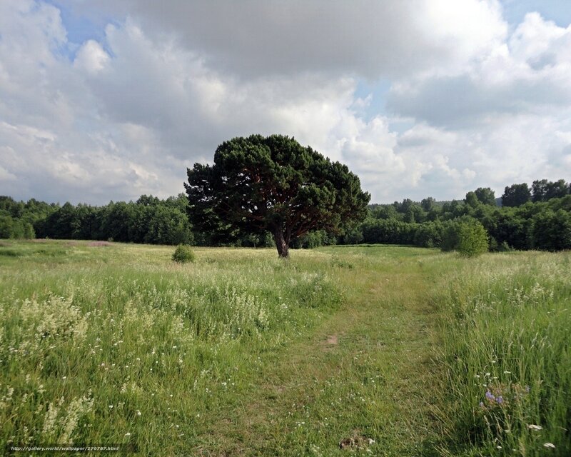 Solitary tree in a meadow
