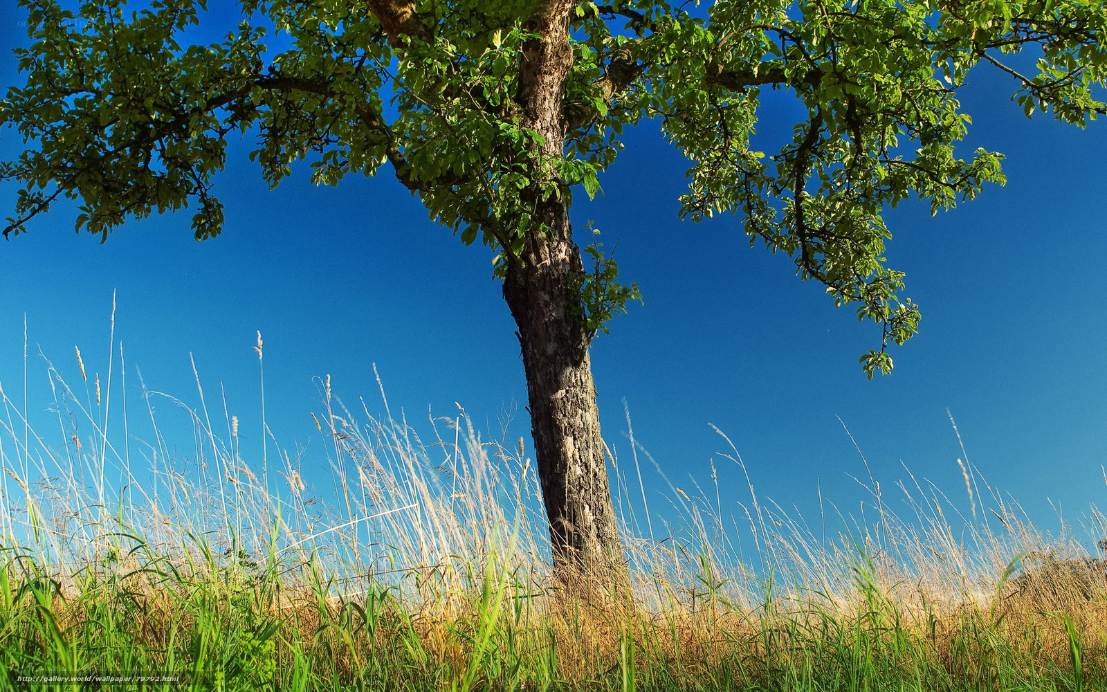 Solitary tree in a meadow