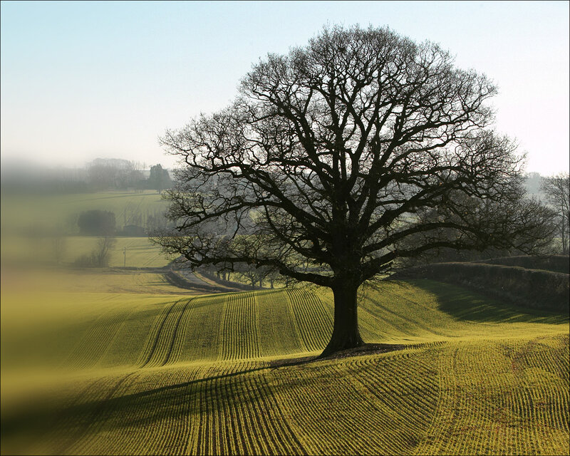 Solitary tree in a misty field