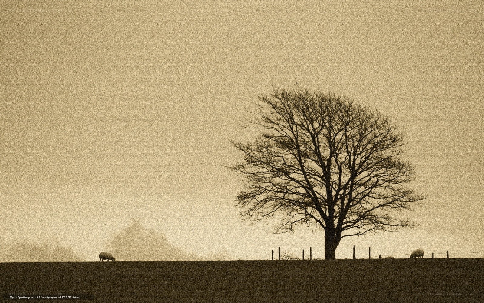 Solitary tree in a misty field