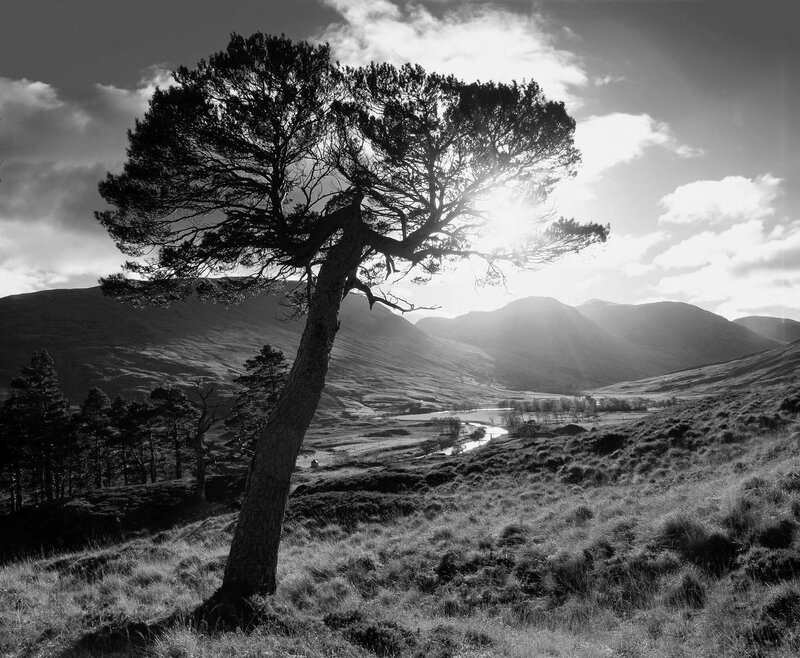 Solitary tree in a mountain valley