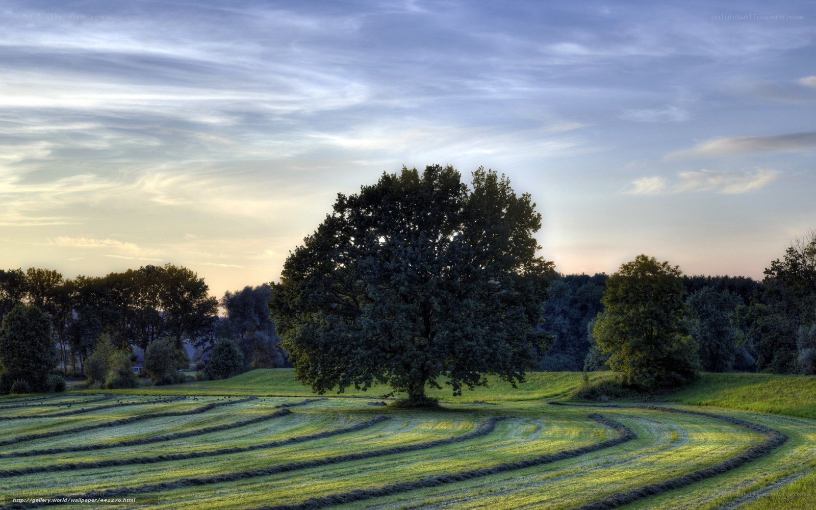 Solitary tree in a mown field