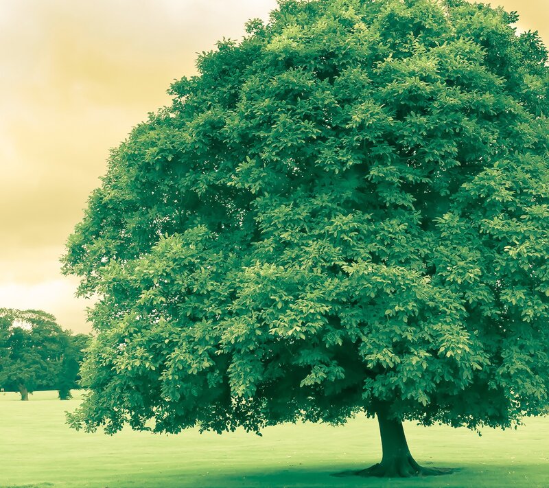 solitary tree in a park