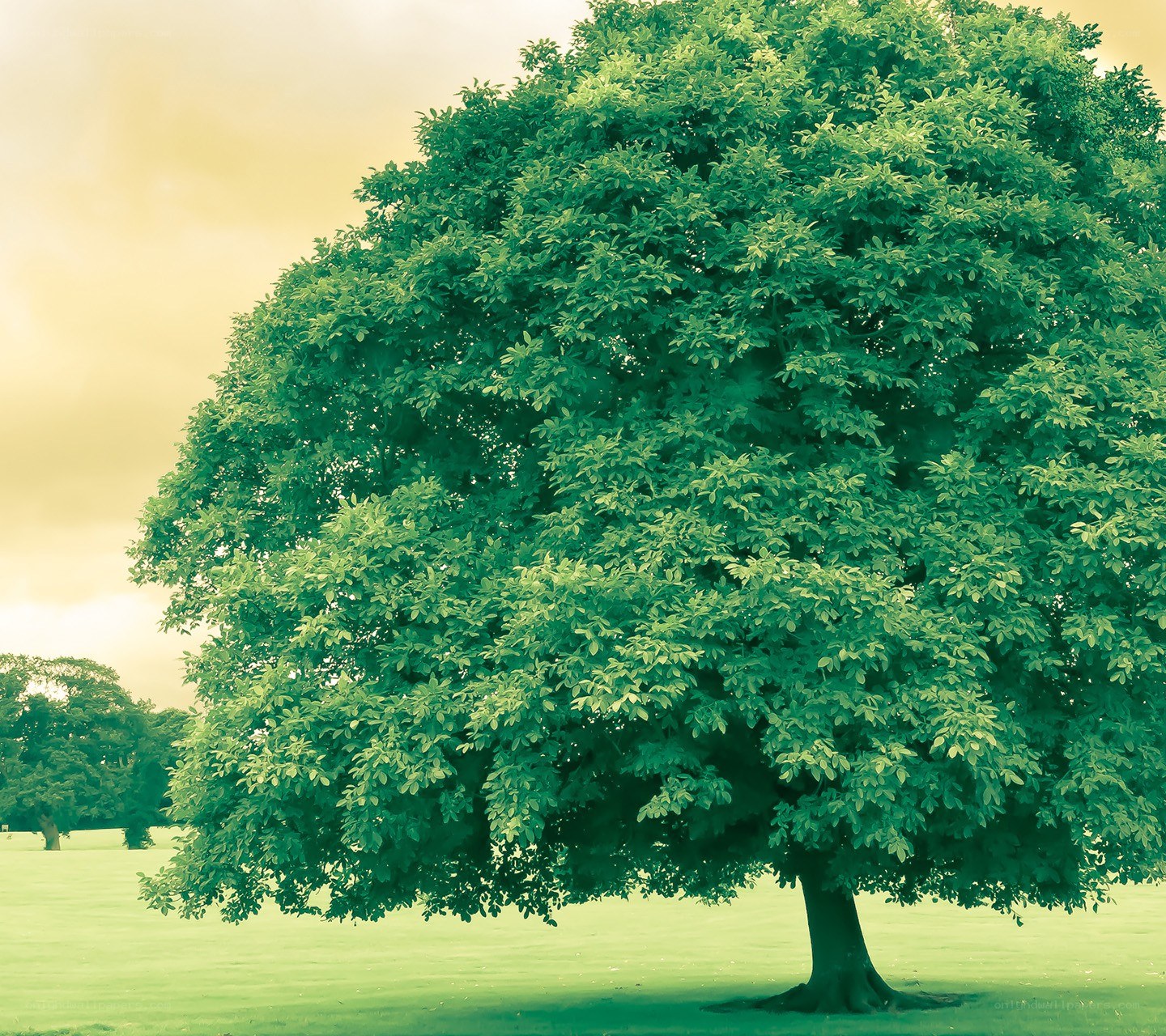 solitary tree in a park