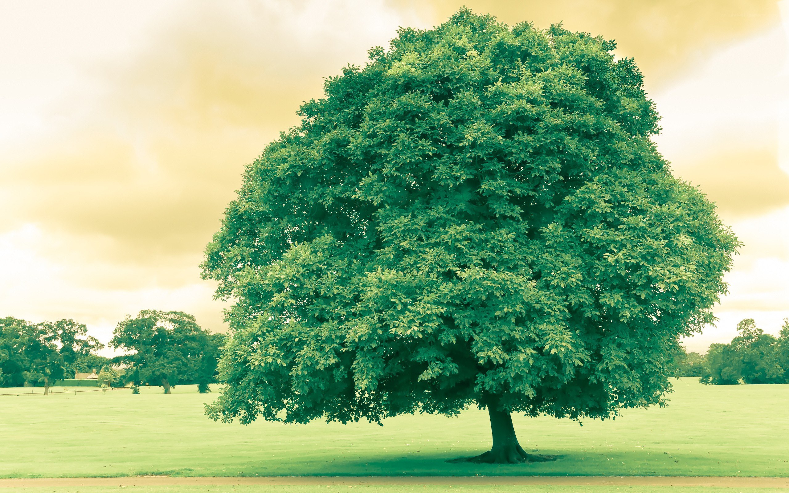 solitary tree in a park