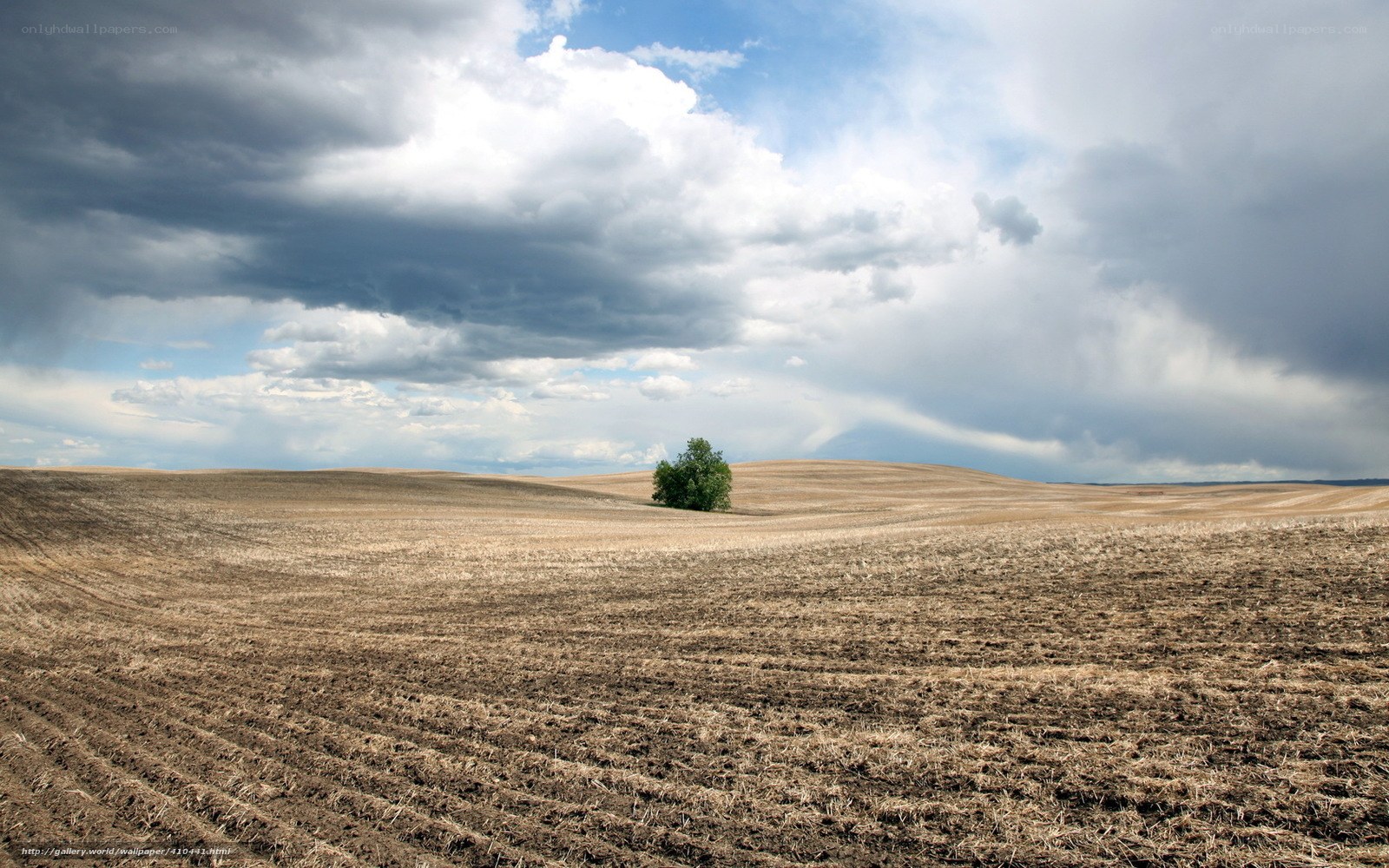 Solitary tree in a plowed field