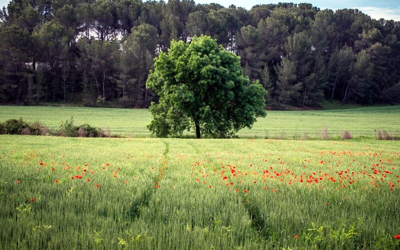 Solitary tree in a poppy field