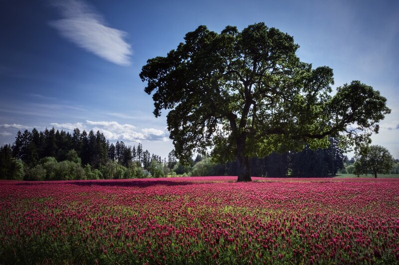 Solitary tree in a red field