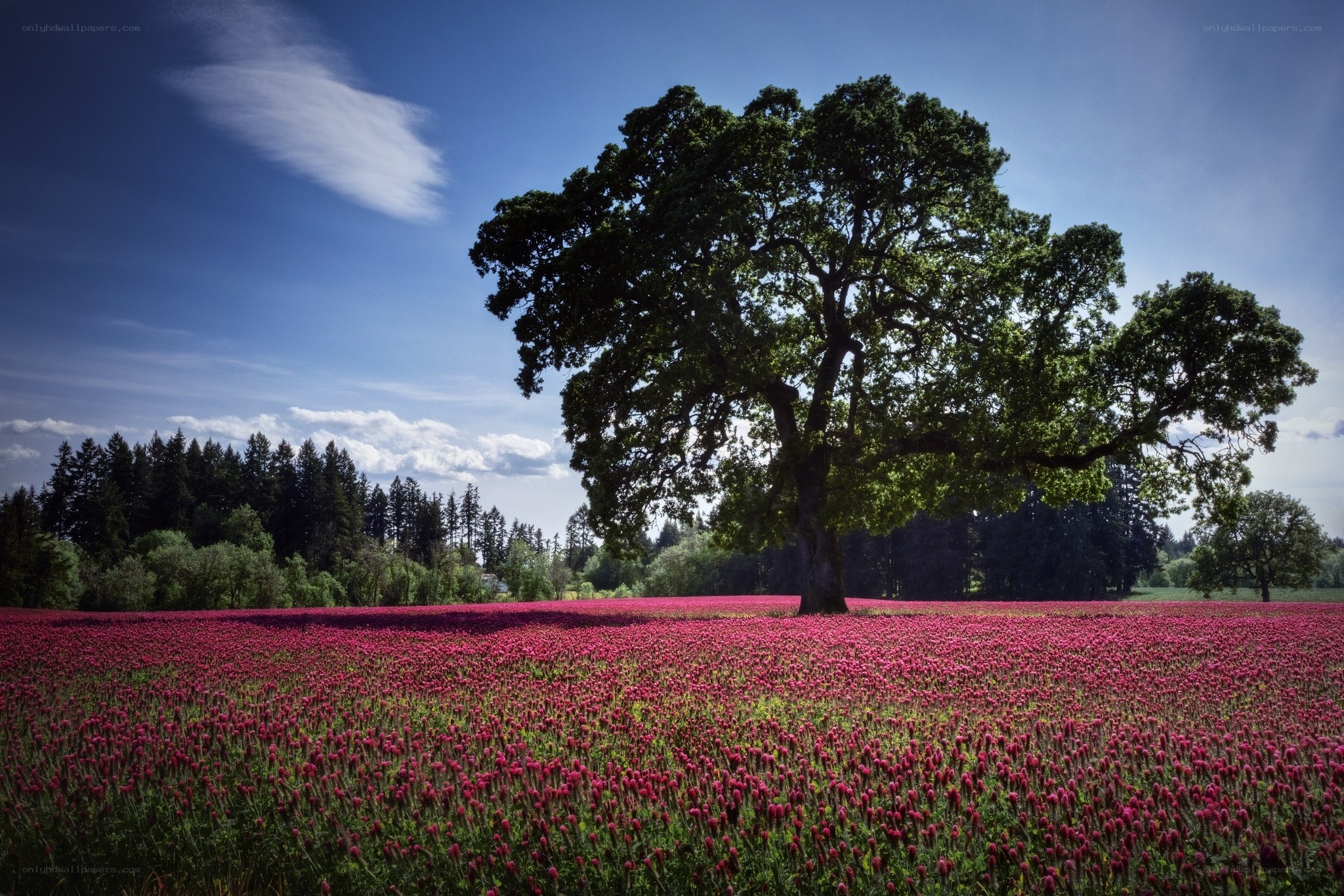 Solitary tree in a red field