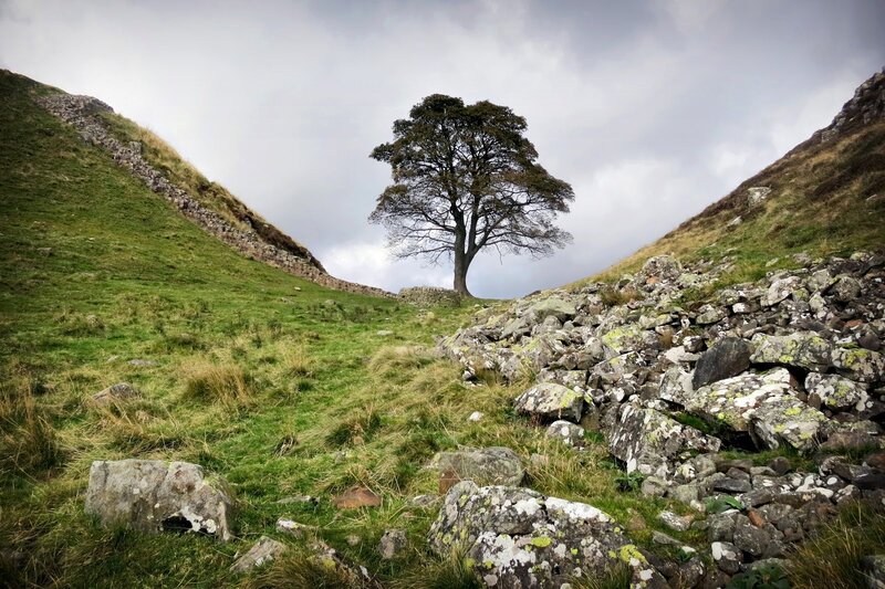 solitary tree in a rocky valley