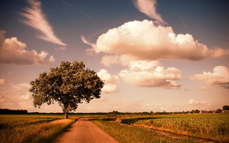 Solitary tree in a rural landscape