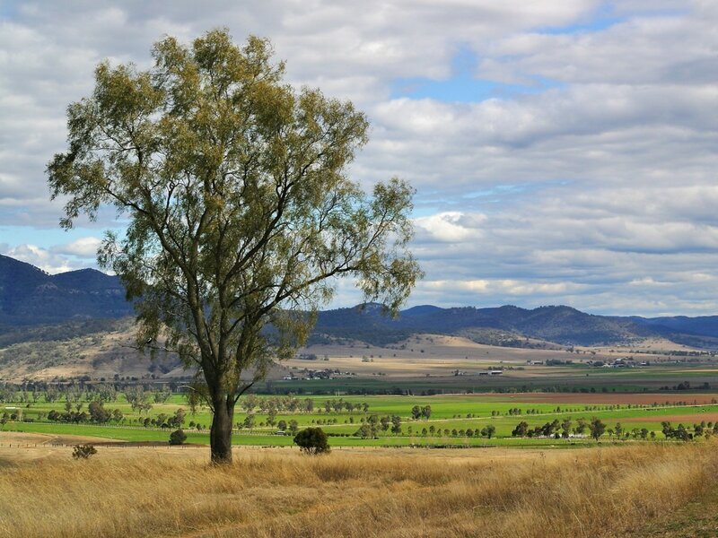 Solitary tree in a rural landscape