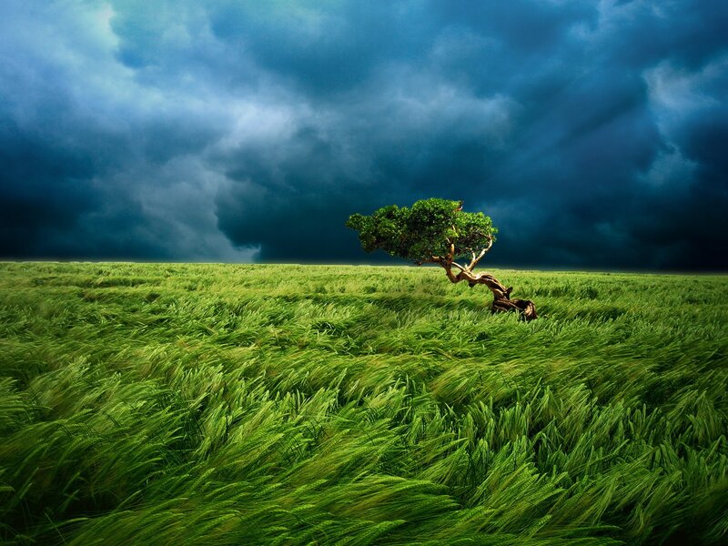 Solitary tree in a storm