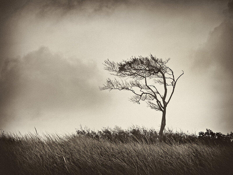 Solitary tree in a storm