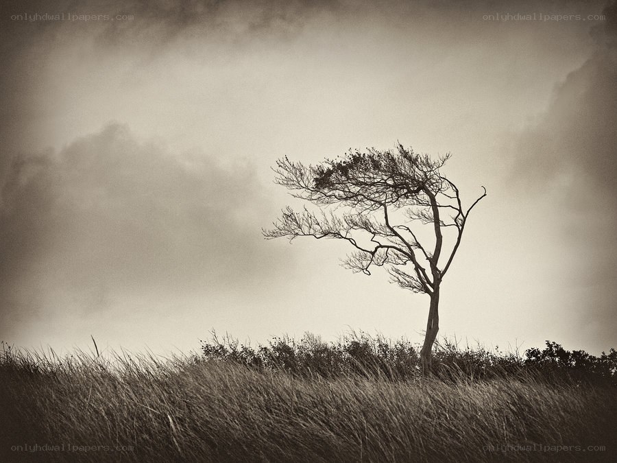 Solitary tree in a storm