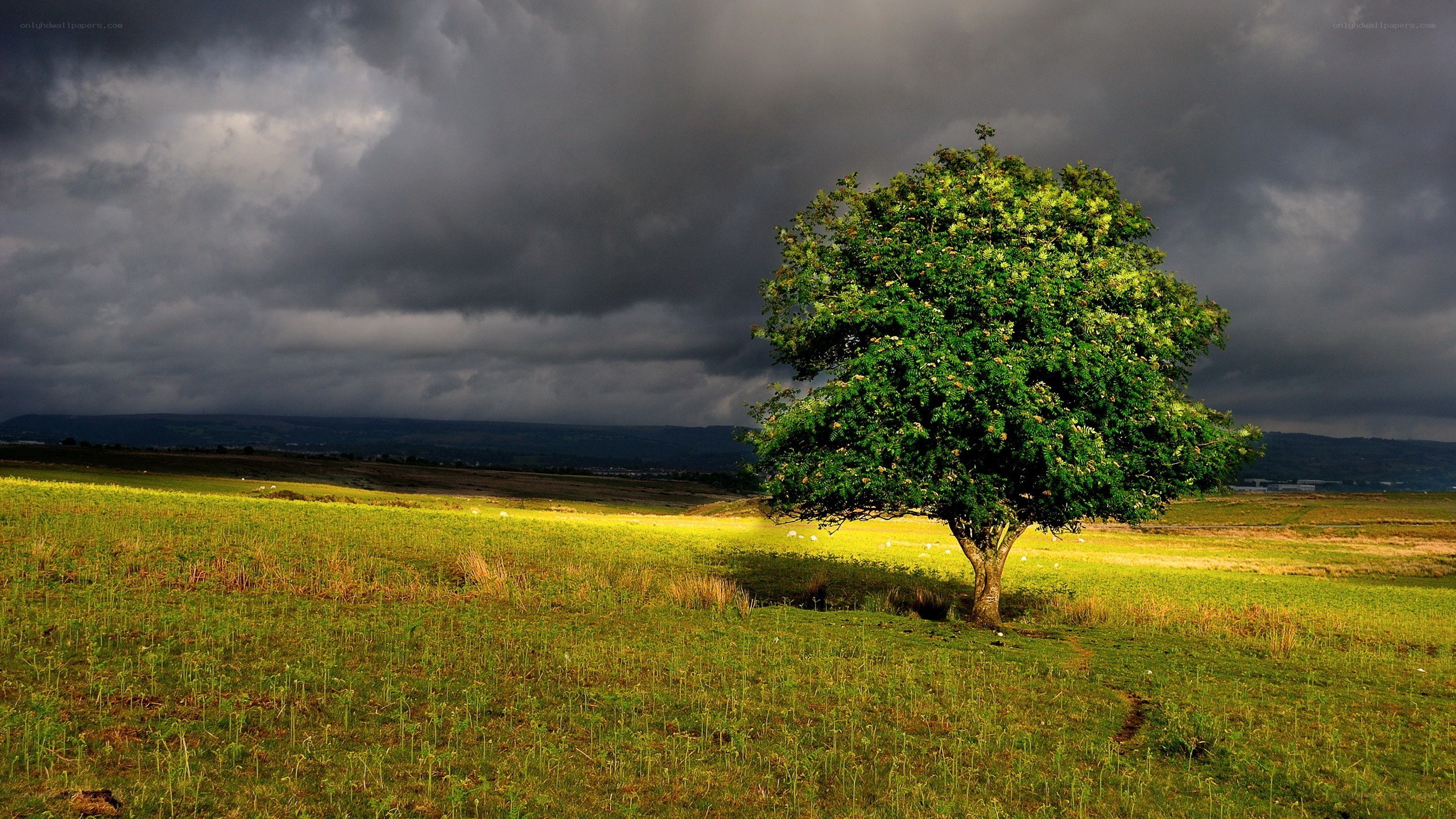 Solitary tree in a stormy field
