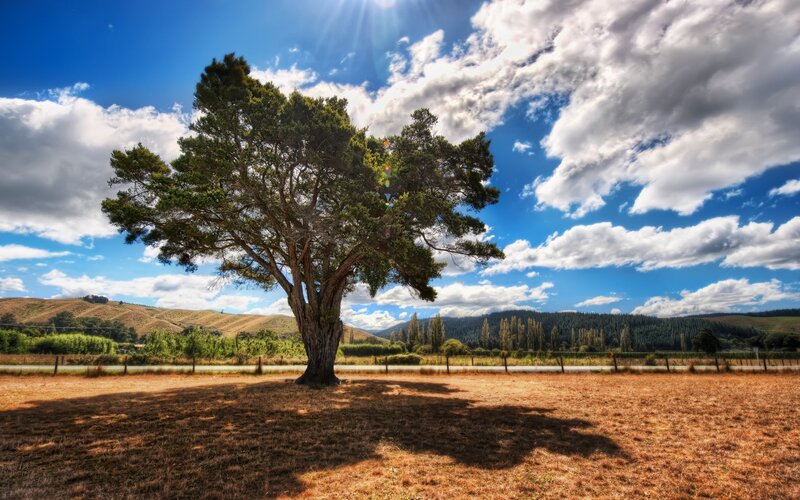 Solitary tree in a sunlit field