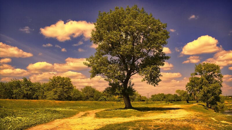 Solitary tree in a sunlit field