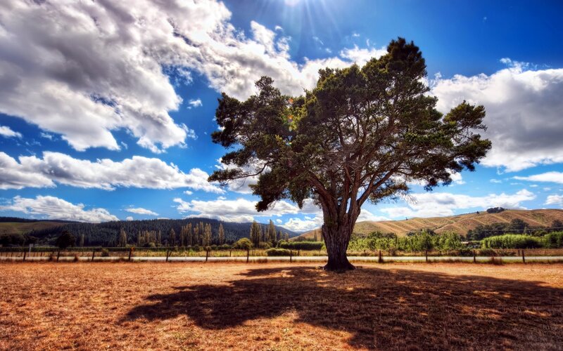 Solitary tree in a sunlit field