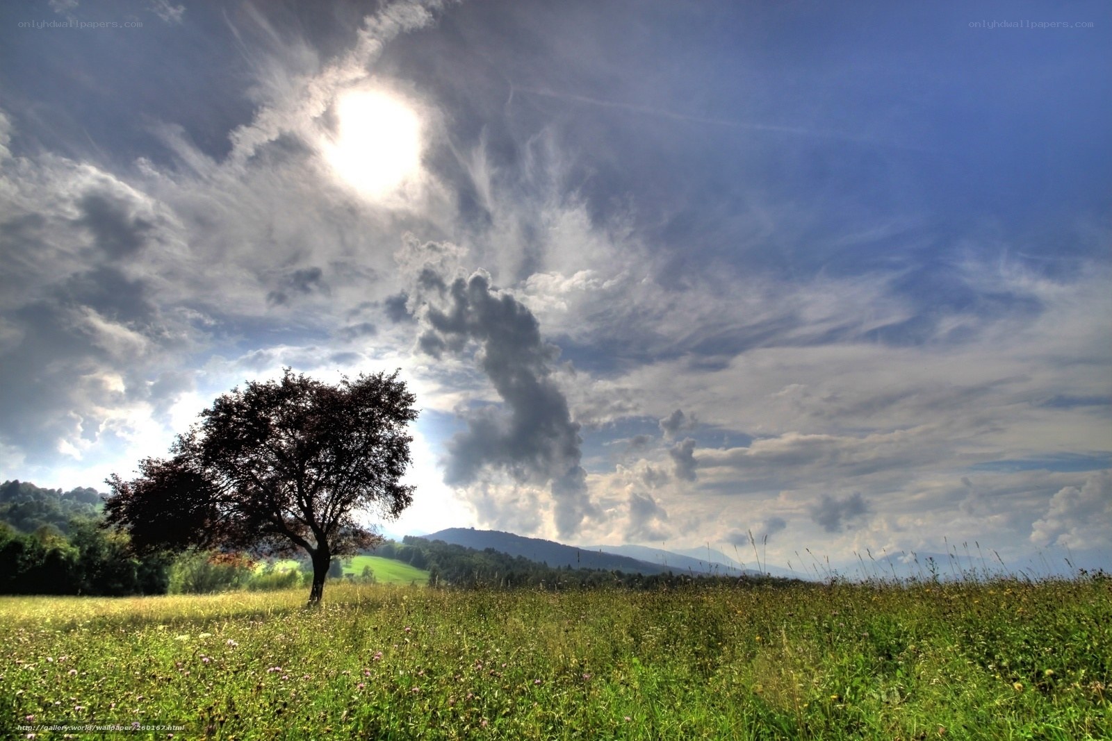 Solitary tree in a sunlit field