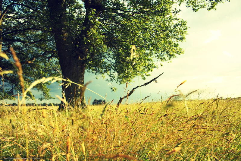 Solitary tree in a sunlit field