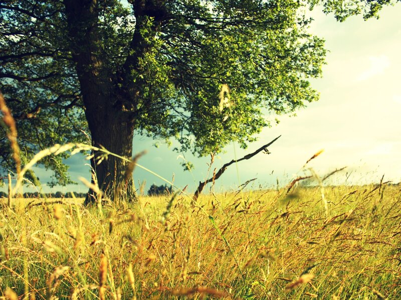 Solitary tree in a sunlit field