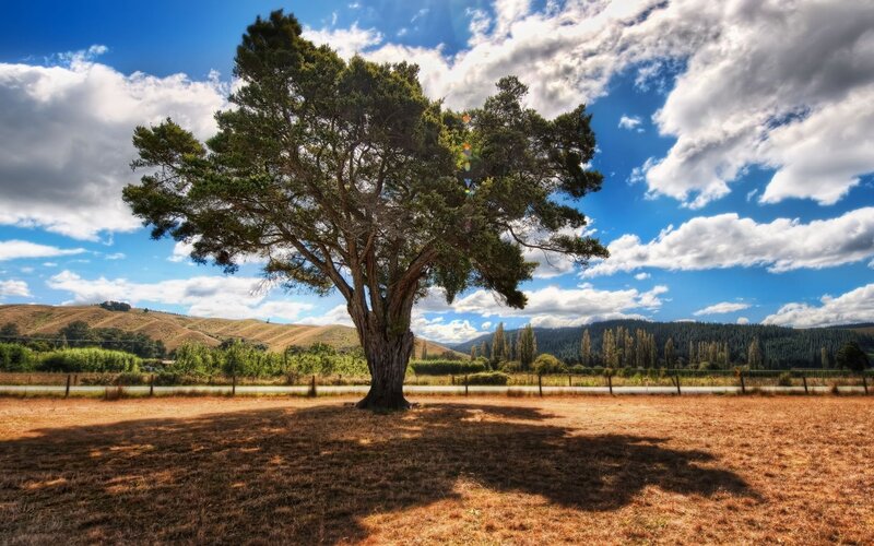 Solitary tree in a sunlit field